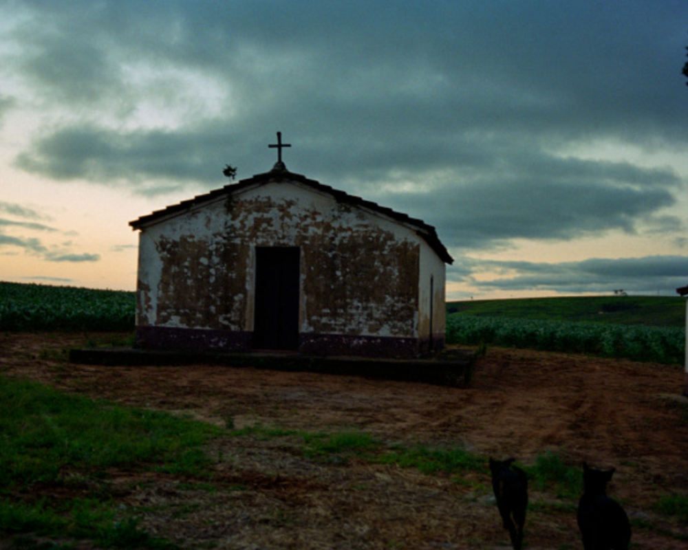 Cães, Itapeva, Brasil, 1997 Cães, Itapeva, Brasil, 1997