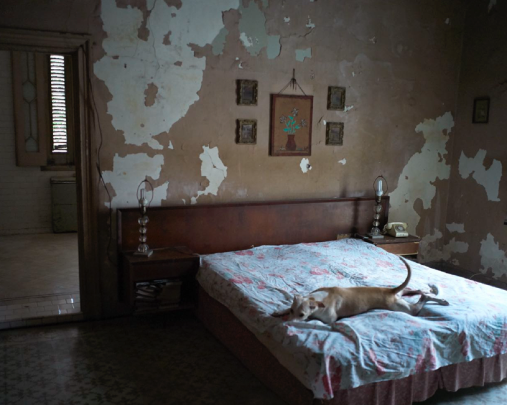 Preguiça, Havana, Cuba, 2017 Preguiça, Havana, Cuba, 2017